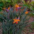 IMG_0808